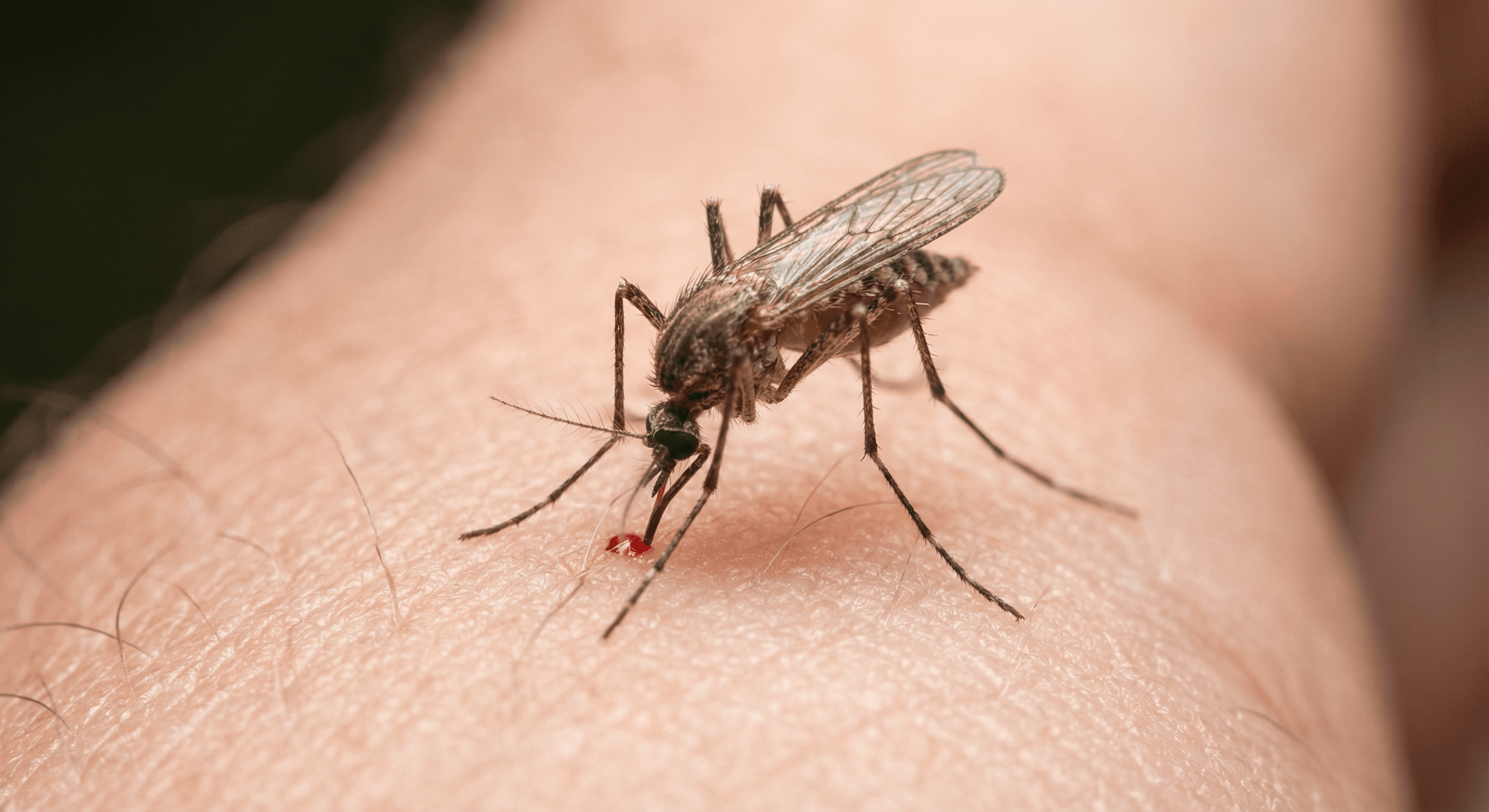 Mosquito Control in San Diego