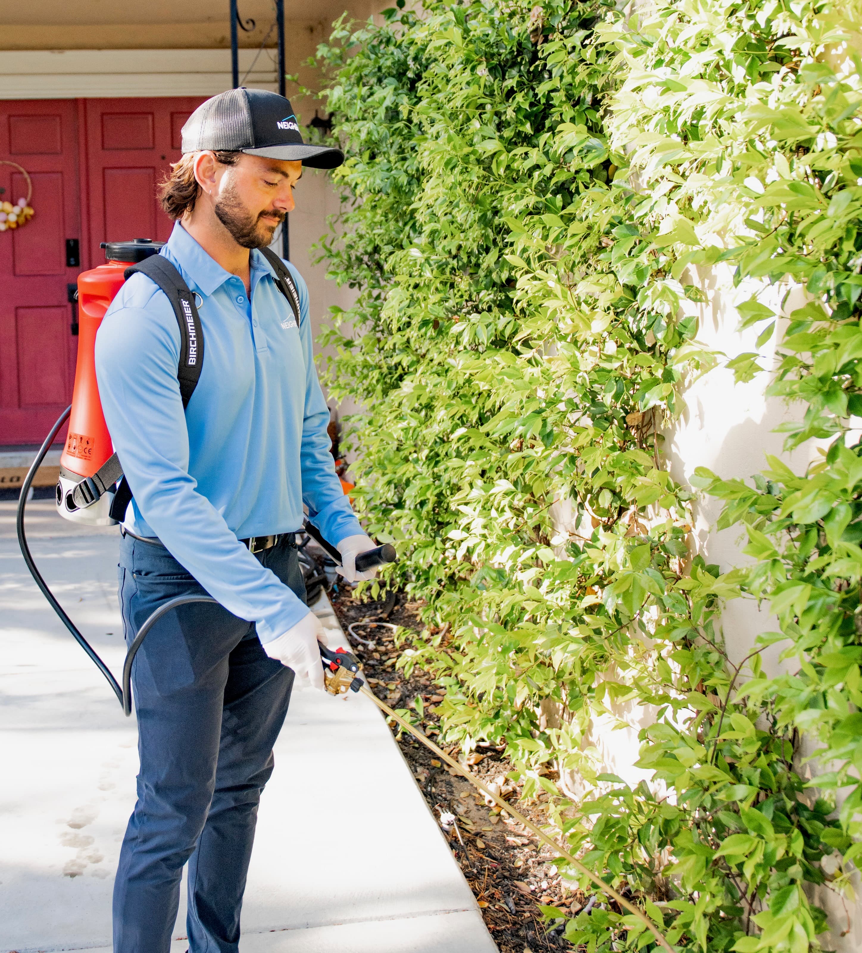 Earwig Control San Diego, CA